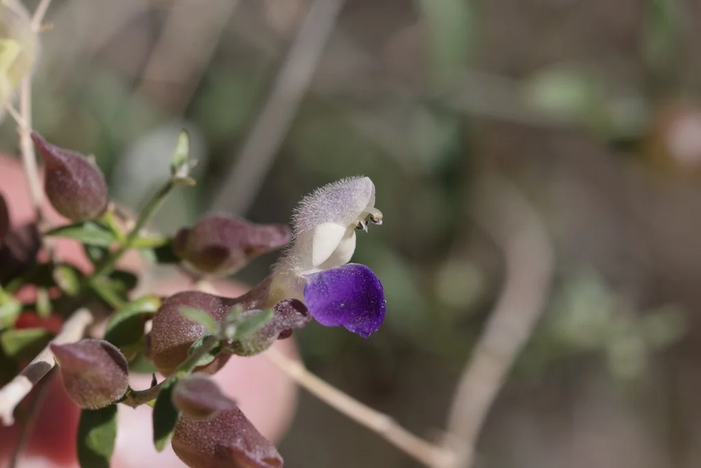Scutellaria Mexicana