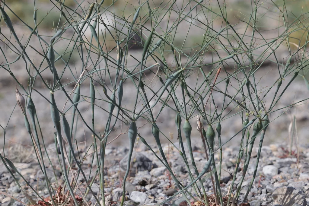 Eriogonum Inflatum