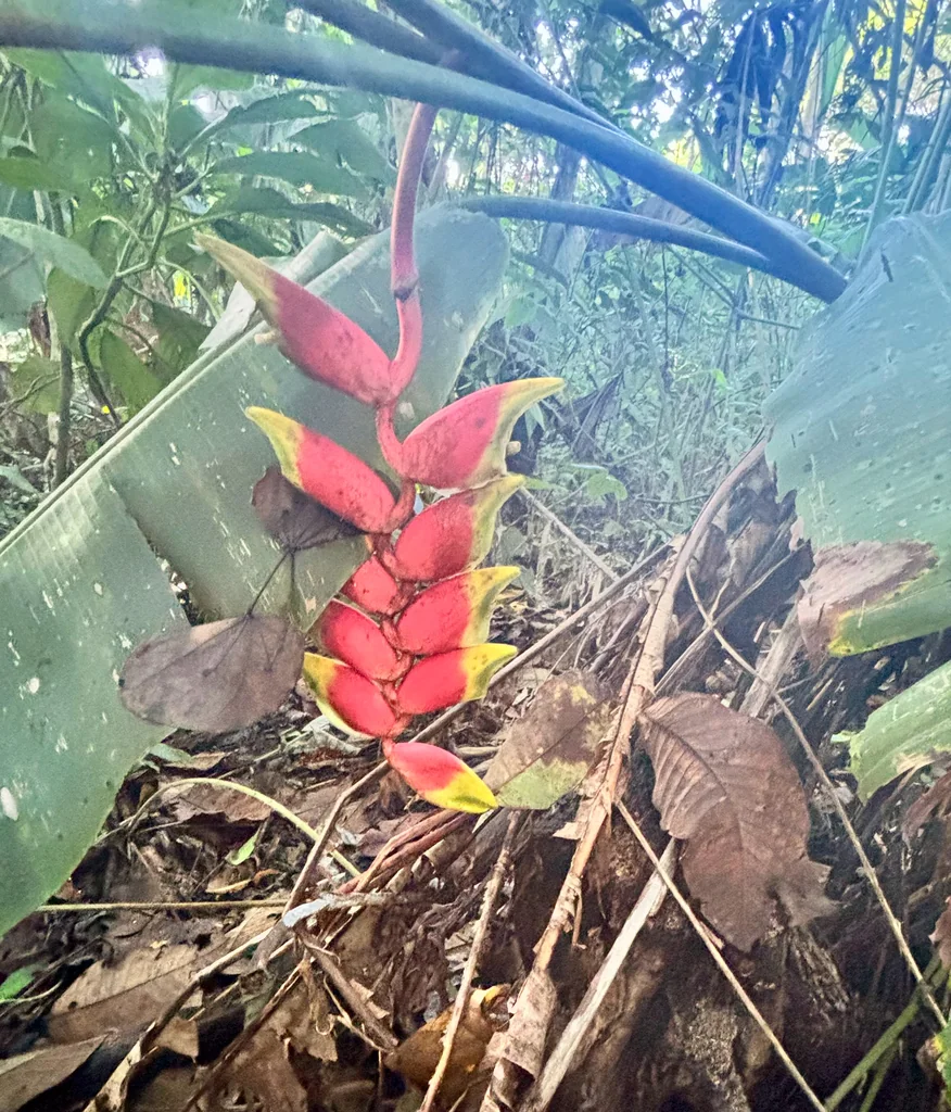 Heliconia Rostrata