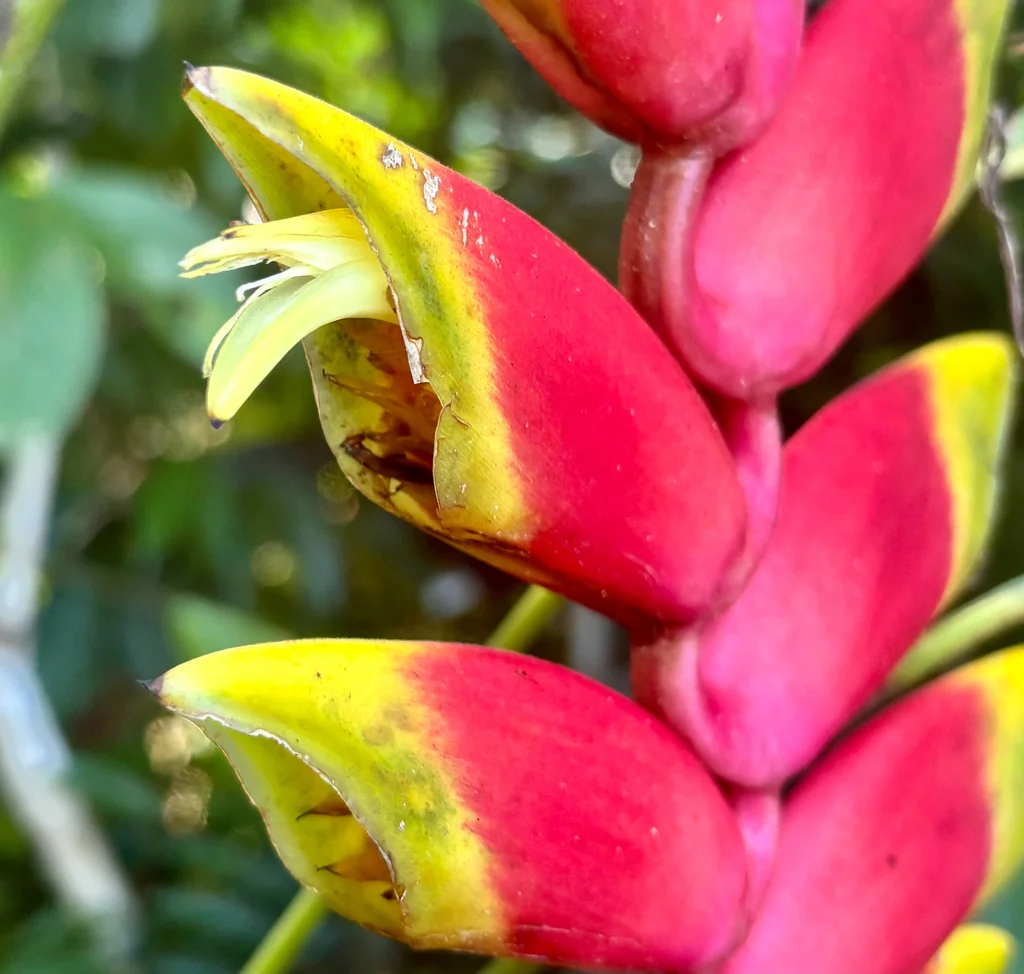 Heliconia Rostrata
