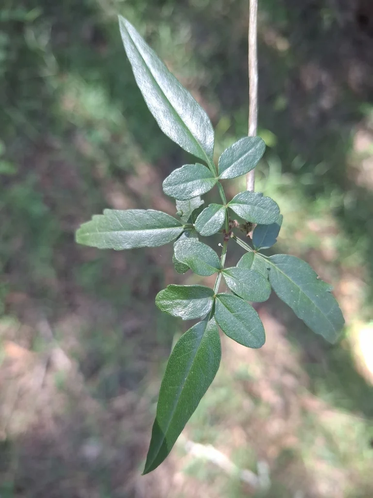 Pandorea Pandorana