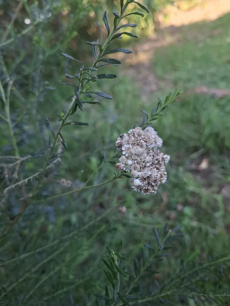 Ozothamnus Diosmifolius