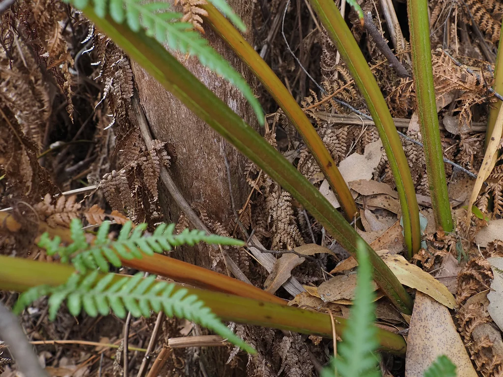 Dicksonia Antarctica