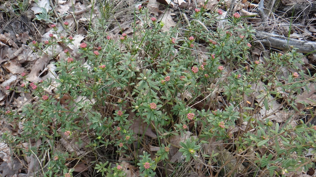 Daphne Cneorum
