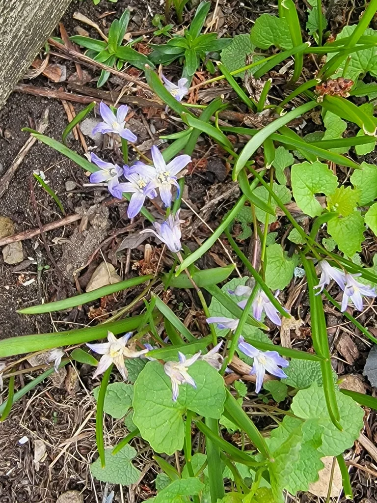 Chionodoxa Forbesii