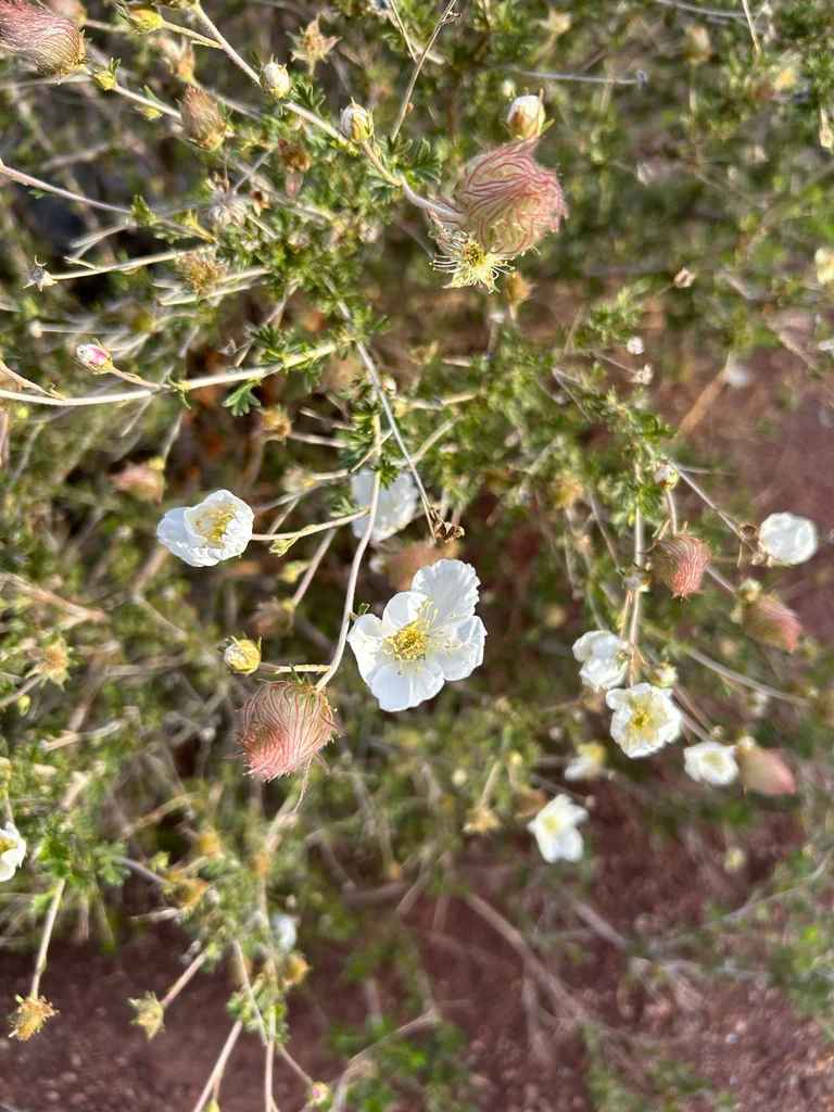 Fallugia Paradoxa