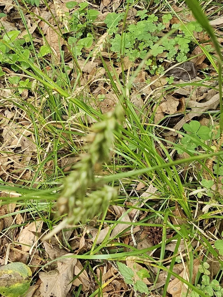 Carex Cherokeensis