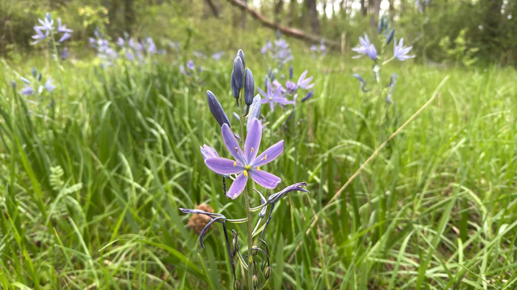 Camassia Leichtlinii