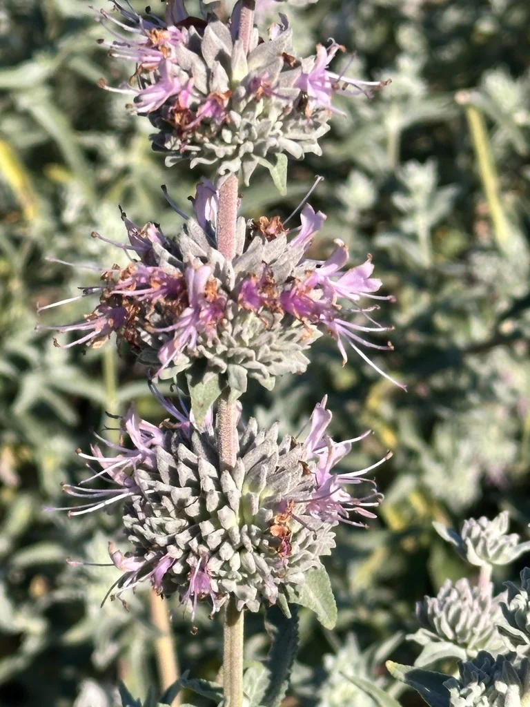 Salvia Leucophylla