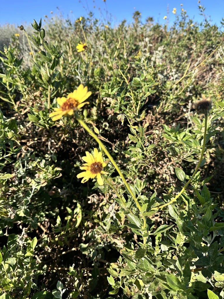 Encelia californica