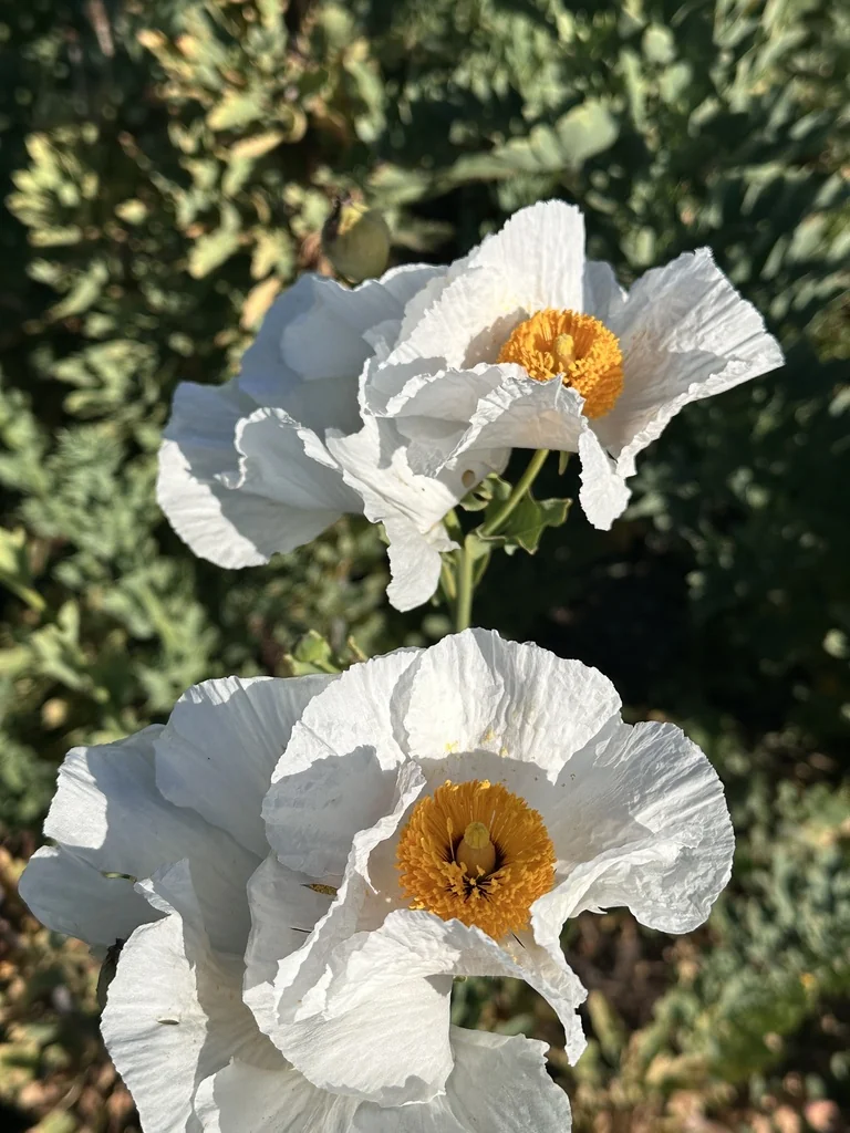 Romneya Coulteri