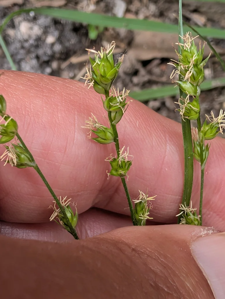 Carex Divulsa