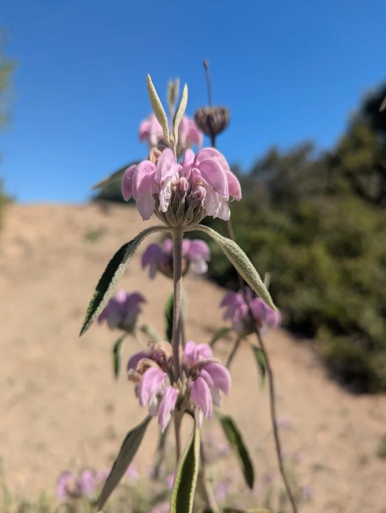 Phlomis Purpurea
