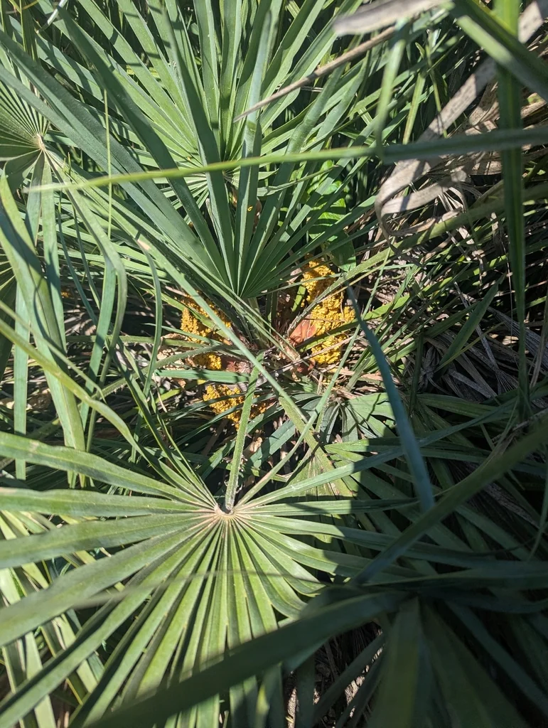 Chamaerops Humilis