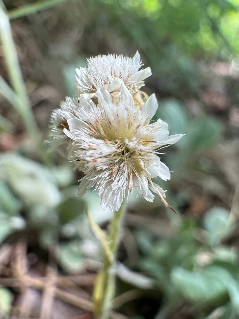Antennaria Plantaginifolia