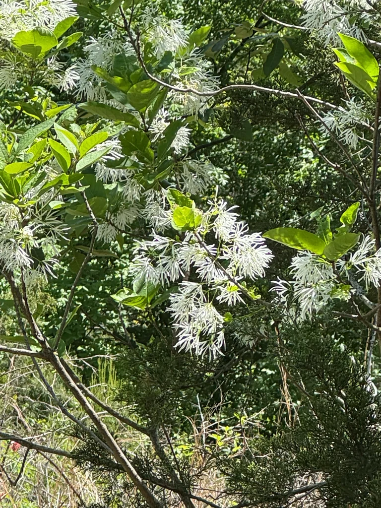 Chionanthus Virginicus