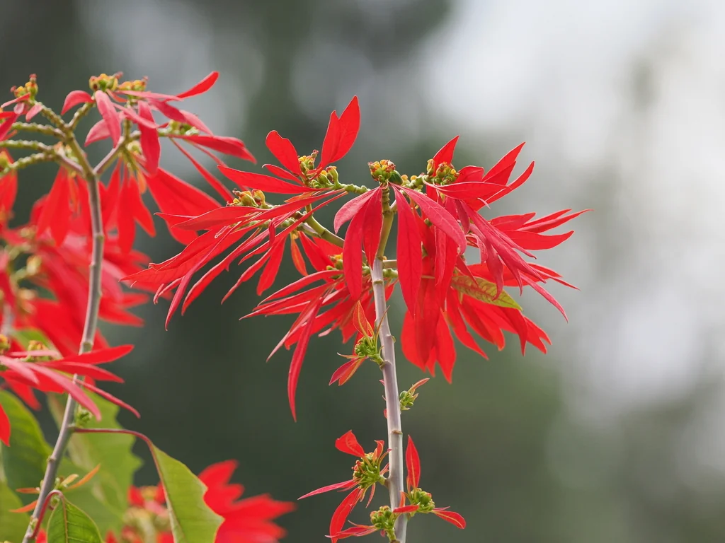 Euphorbia Pulcherrima