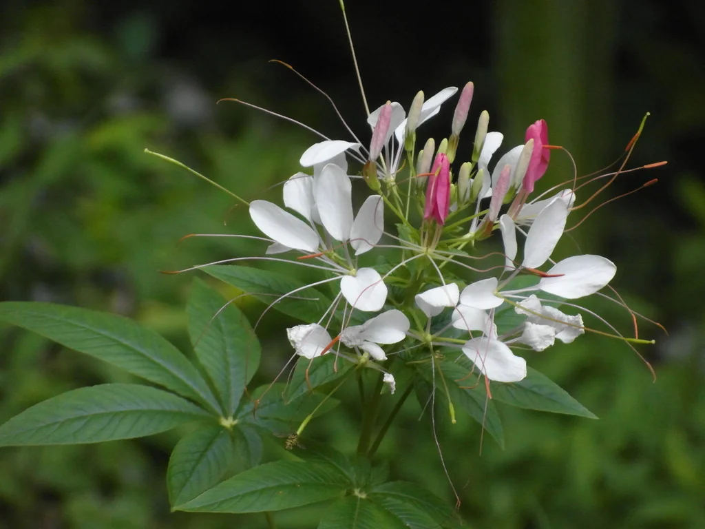 Cleome hassleriana