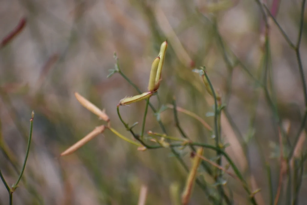 Lotus Rigidus