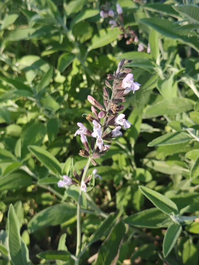 Salvia Officinalis