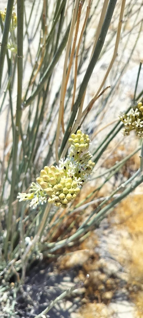 Asclepias Subulata