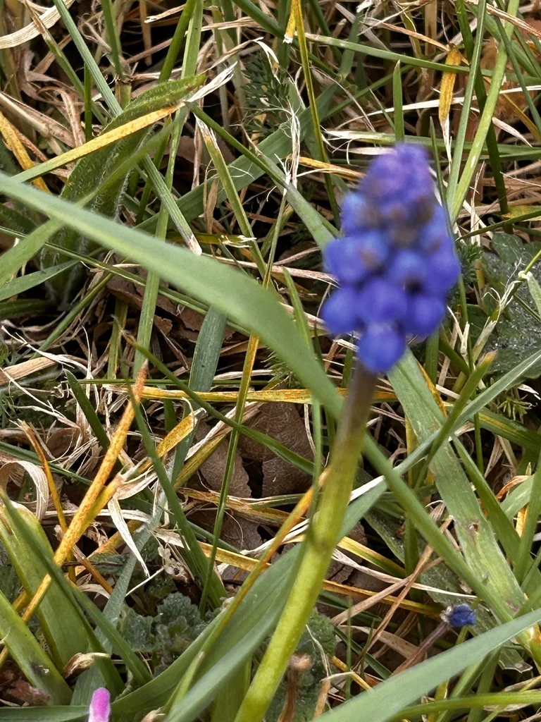 Muscari Armeniacum