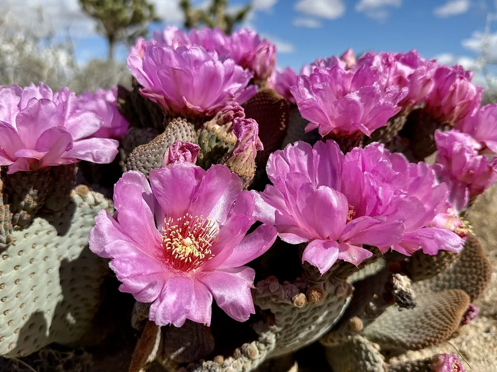 Opuntia Basilaris