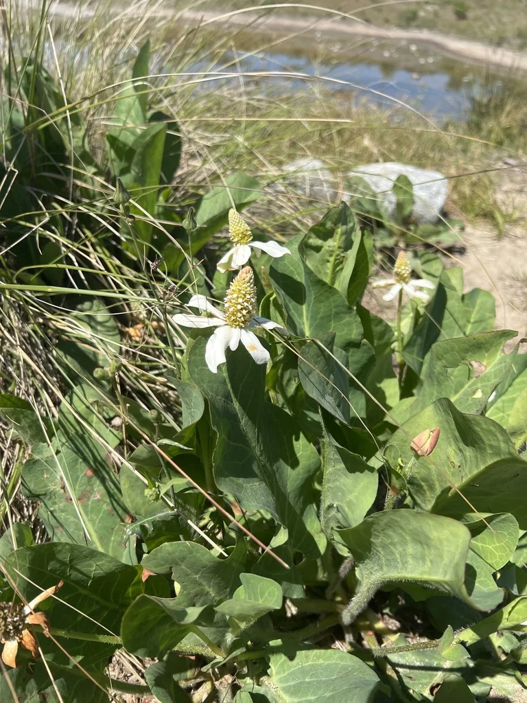 Anemopsis Californica