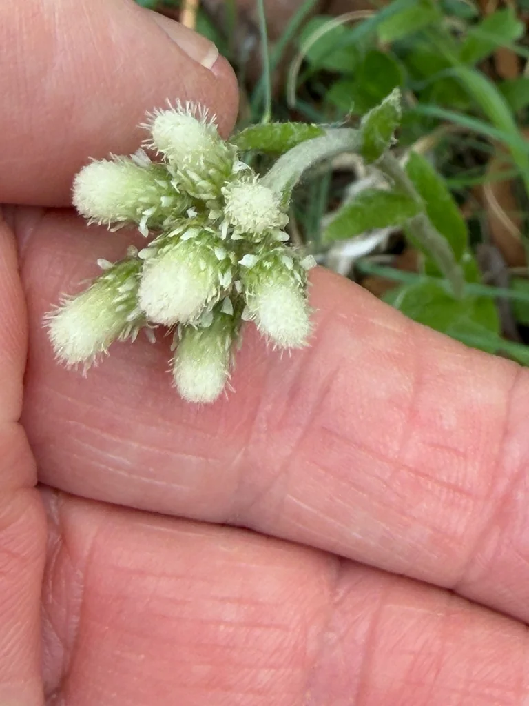 Antennaria Plantaginifolia