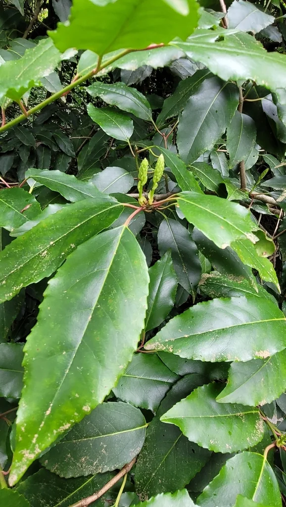 Prunus Lusitanica