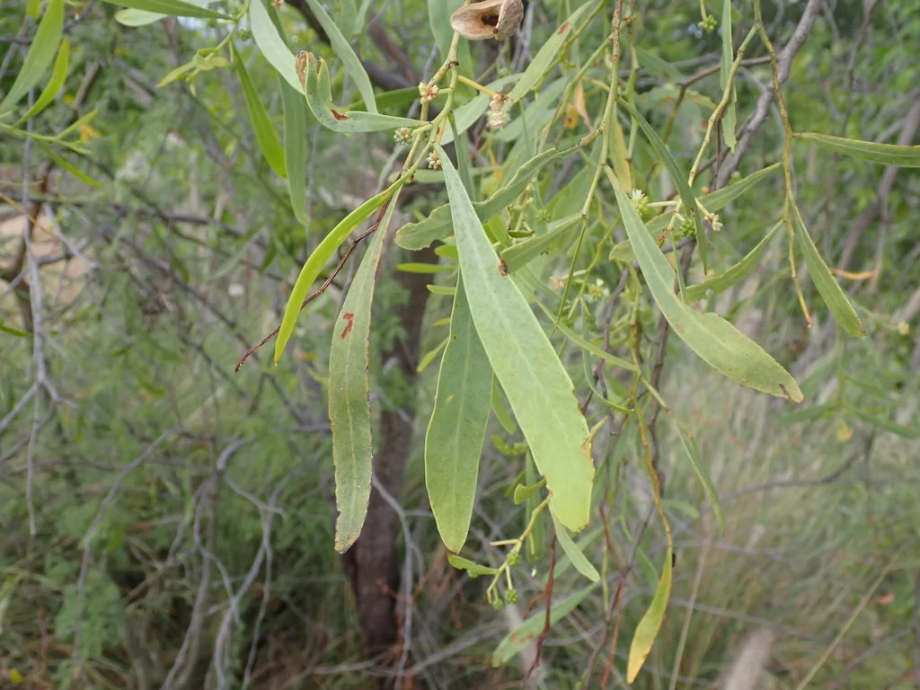 Acacia Salicina