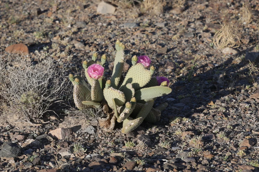 Opuntia Basilaris