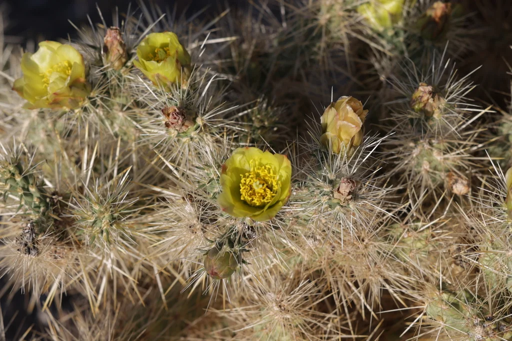 Cylindropuntia Echinocarpa