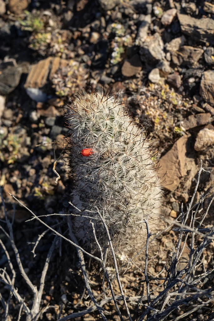 Mammillaria Tetrancistra