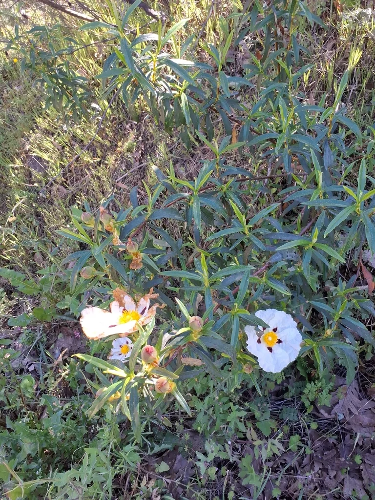 Cistus Ladanifer