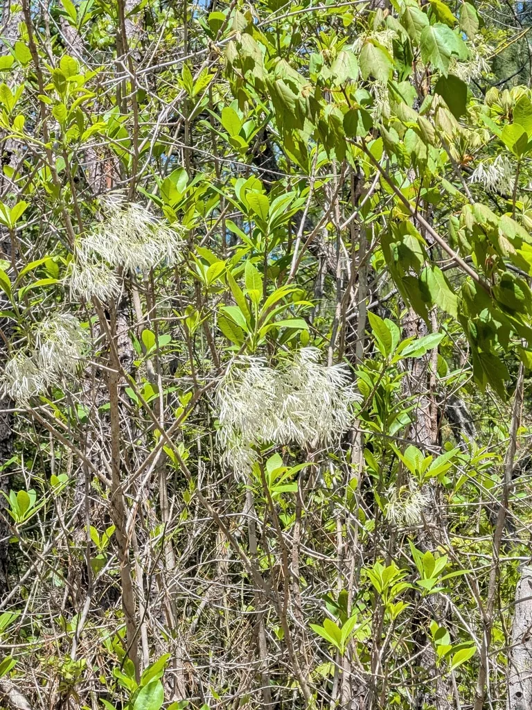 Chionanthus Virginicus