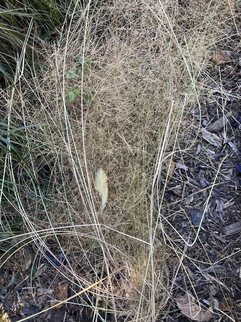Anemanthele Lessoniana