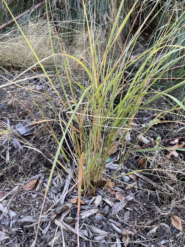 Anemanthele Lessoniana