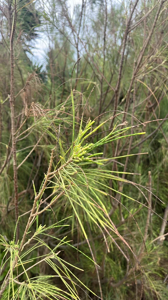 Casuarina Equisetifolia