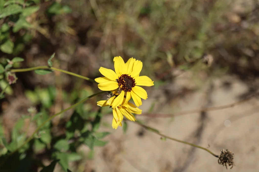 Encelia californica