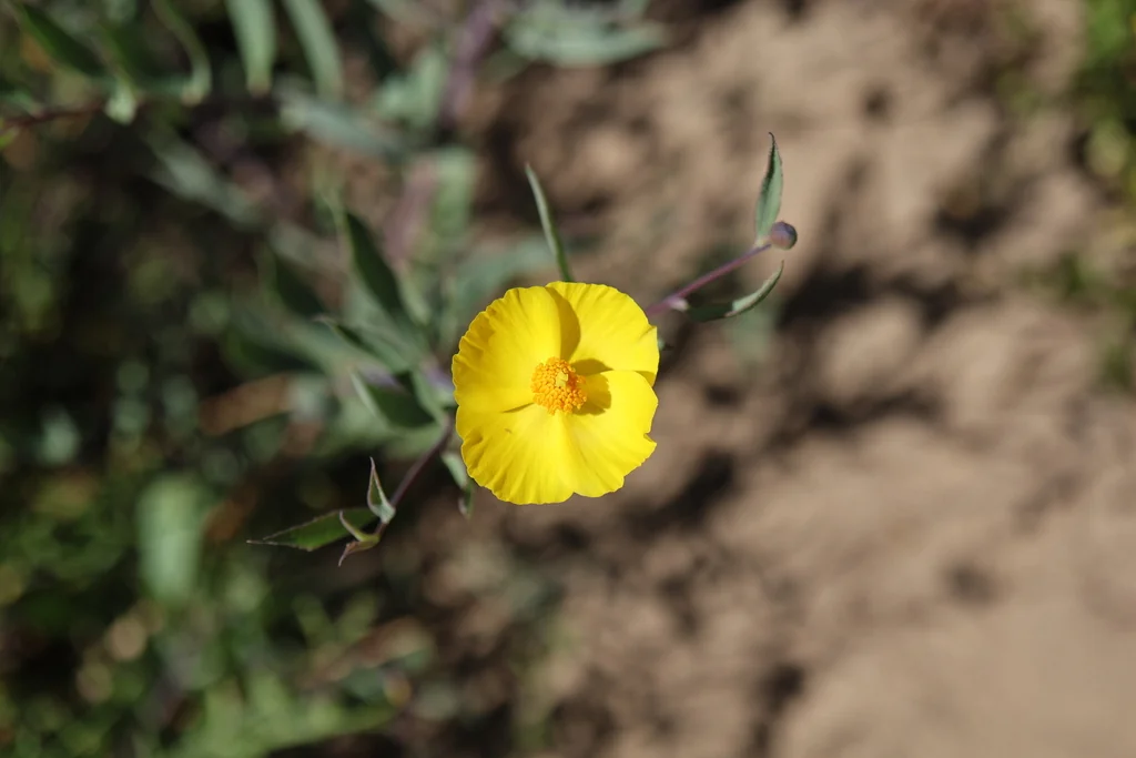 Dendromecon Rigida