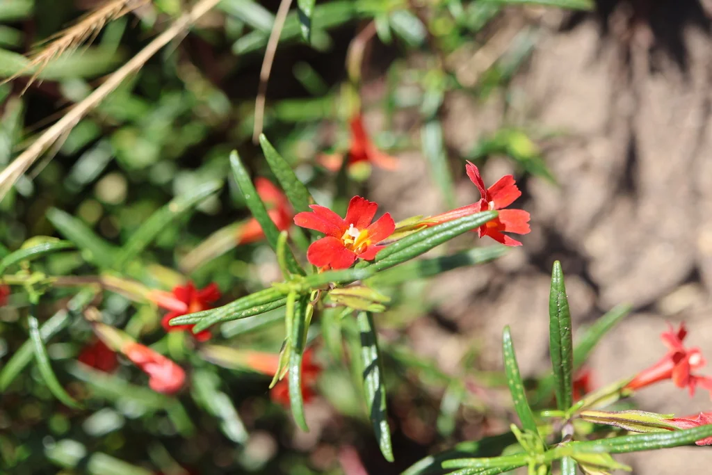 Mimulus Puniceus