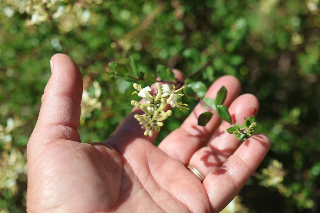 Lonicera Subspicata