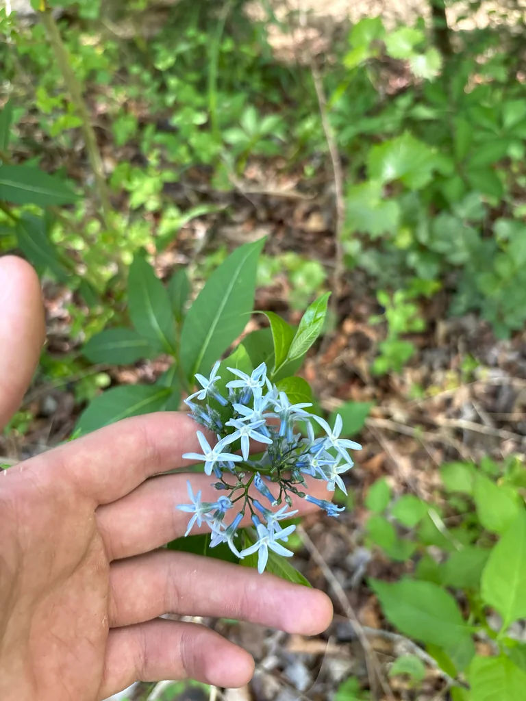 Amsonia tabernaemontana