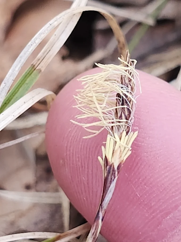 Carex Pensylvanica