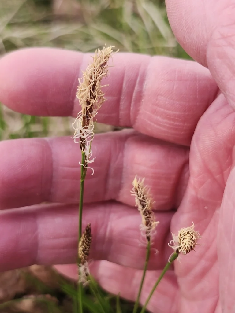 Carex Pensylvanica