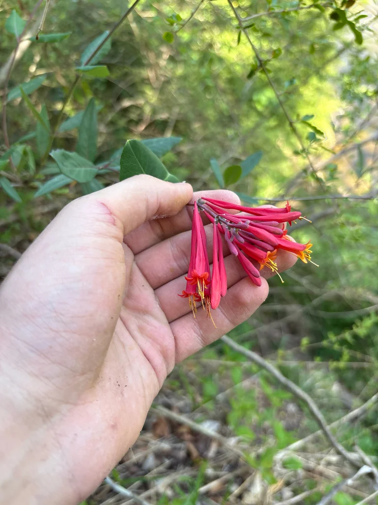 Lonicera Sempervirens