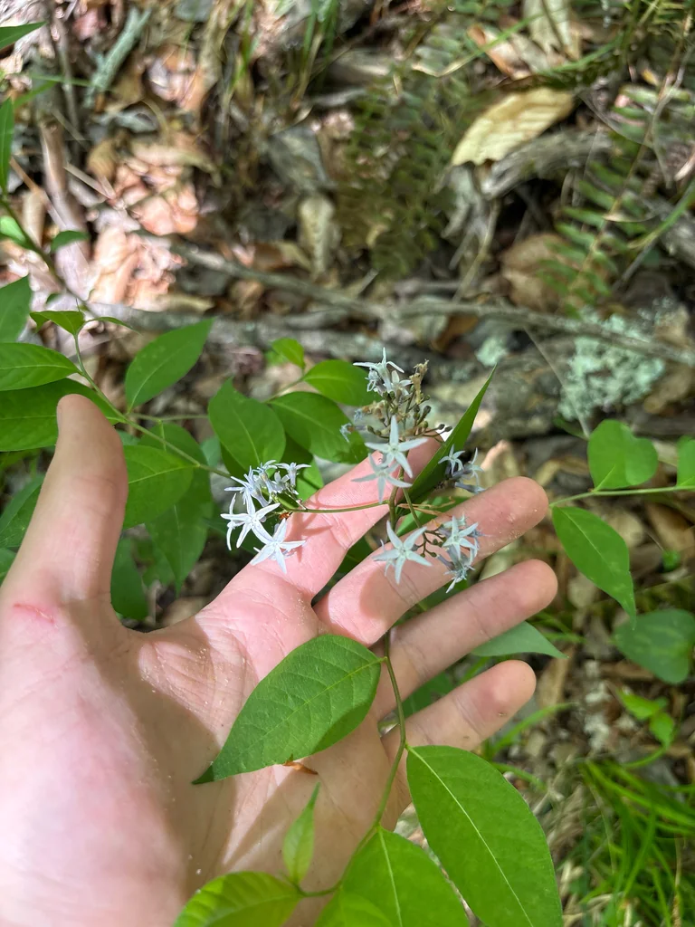 Amsonia tabernaemontana