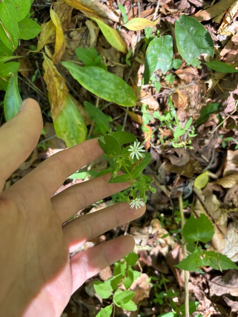 Stellaria Pubera
