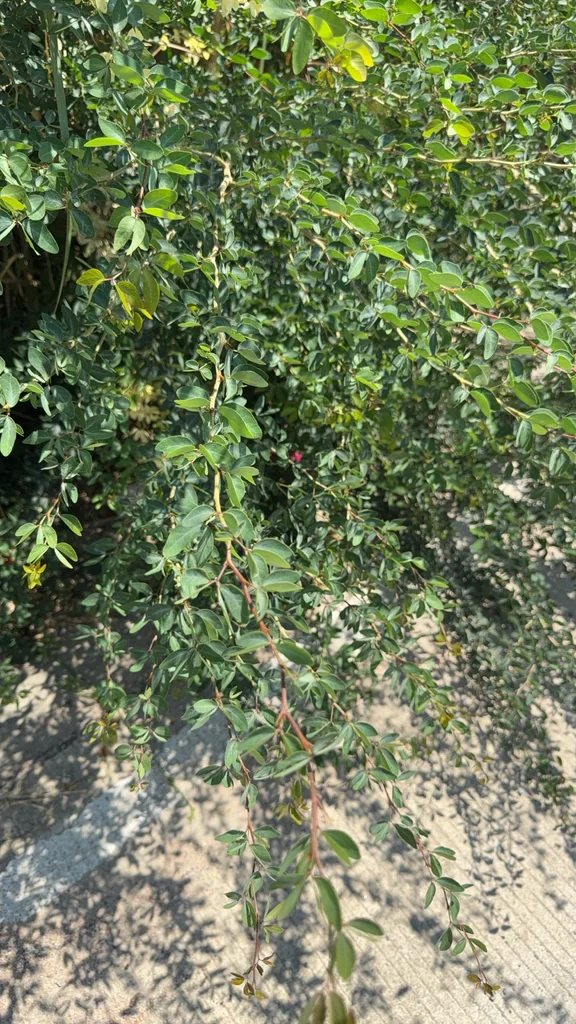 Pithecellobium Dulce
